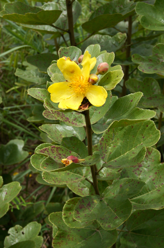 Cochlospermum image