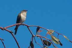 Chrysococcyx osculans