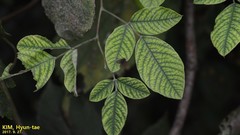 Lespedeza floribunda