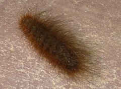Phyllalia