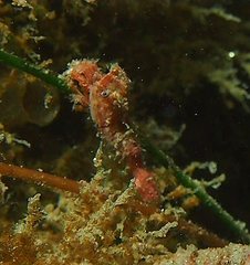 Spirontocaris prionota