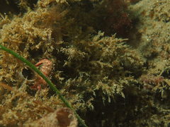 Spirontocaris prionota