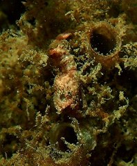 Spirontocaris prionota