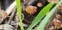 Cryptomarasmius corbariensis