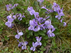 Viola rupestris
