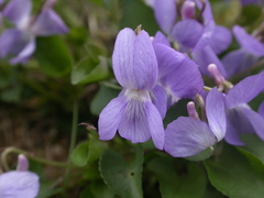 Viola rupestris