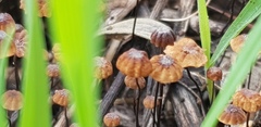 Cryptomarasmius corbariensis
