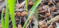 Cryptomarasmius corbariensis