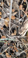 Cryptomarasmius corbariensis