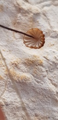 Cryptomarasmius corbariensis