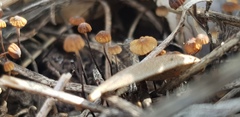 Cryptomarasmius corbariensis