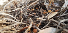 Cryptomarasmius corbariensis