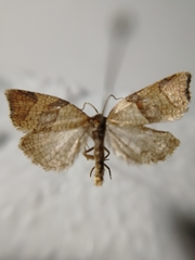 Philedone gerningana