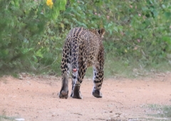 Panthera pardus fusca