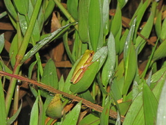 Dendropsophus rubicundulus
