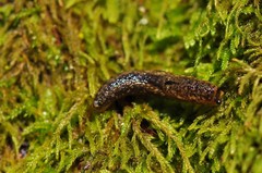 Geomalacus maculosus