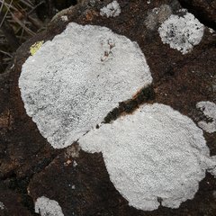 Circinaria caesiocinerea