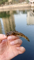 Glossogobius olivaceus