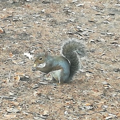 Sciurus carolinensis