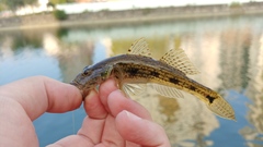 Glossogobius giuris
