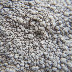 Circinaria caesiocinerea
