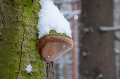 Fomitiporia hartigii