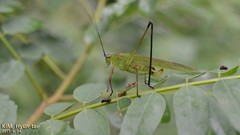 Phaneroptera nigroantennata