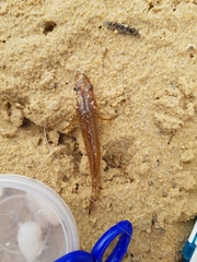 Philypnodon grandiceps