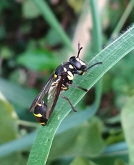 Monoceromyia javana