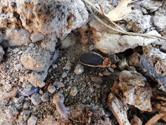 Rhiginia cinctiventris