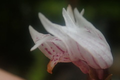 Schizochilus lilacinus