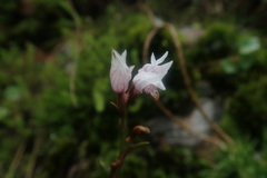 Schizochilus lilacinus