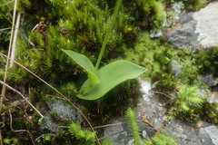 Schizochilus lilacinus