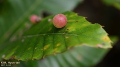 Trichagalma acutissimae