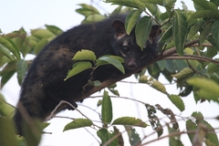 Paradoxurus hermaphroditus