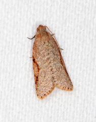 Meritastis piperata