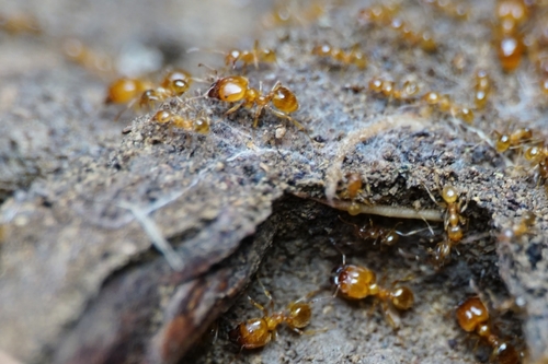 Pallid Big-headed Ant, 21000, Split, Hrvatska, photo 10 of 10