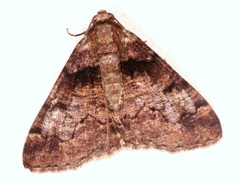 Cryphaea xylina