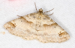 Syneora hemeropa