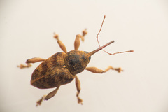 Curculio venosus