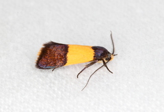 Hemibela