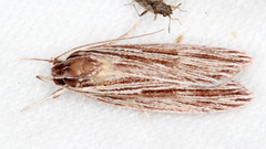 Leistarcha amphigramma