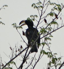 Lophoceros fasciatus