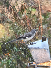 Mimus polyglottos image