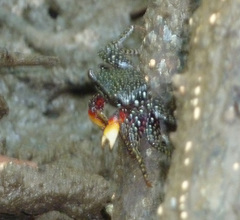 Goniopsis pulchra image