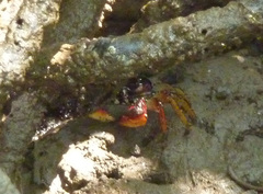 Goniopsis