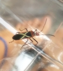 Dysdercus decussatus