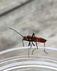 Dysdercus decussatus