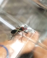 Dysdercus decussatus