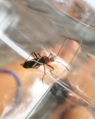 Dysdercus decussatus